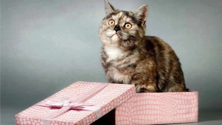 Тайна всех котов: почему они так любят коробки