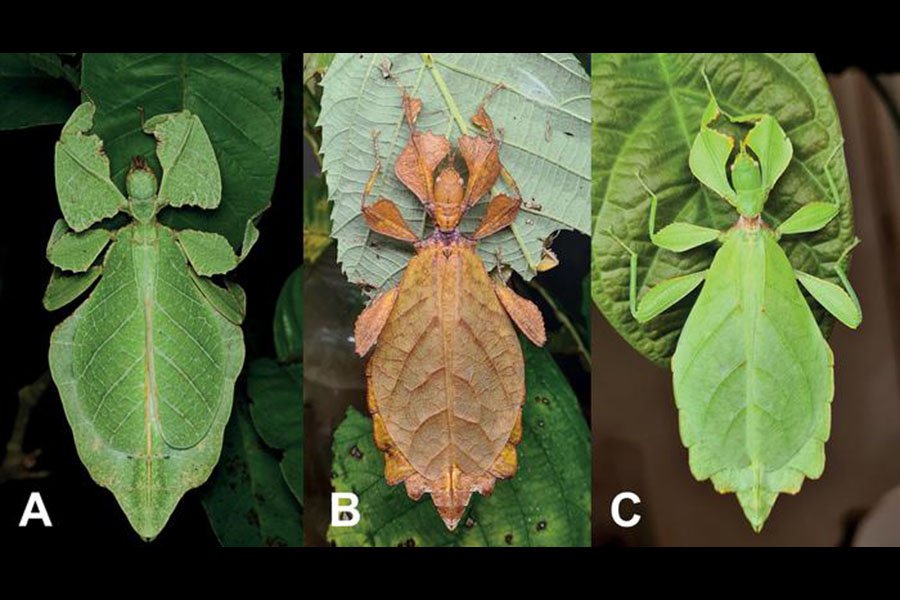 Ученые обнаружили семь новых видов листовых насекомых